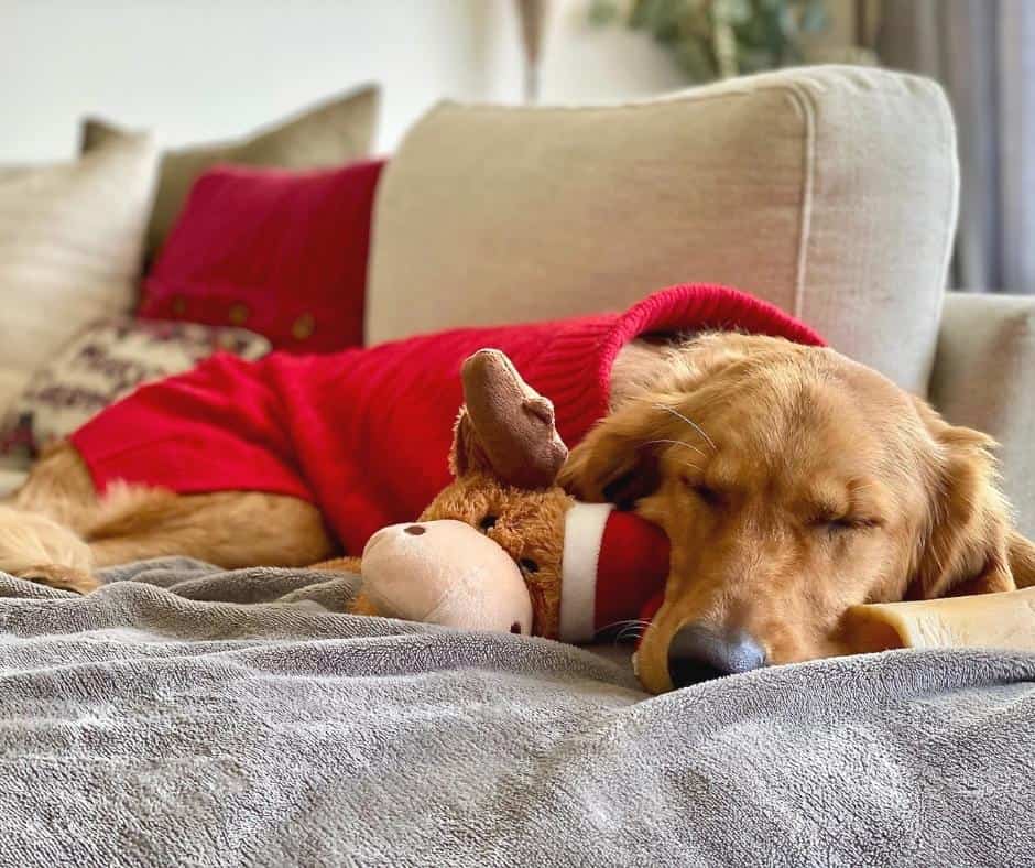 dog-red-sweater-sleeping-he-does-not-lack-sleep