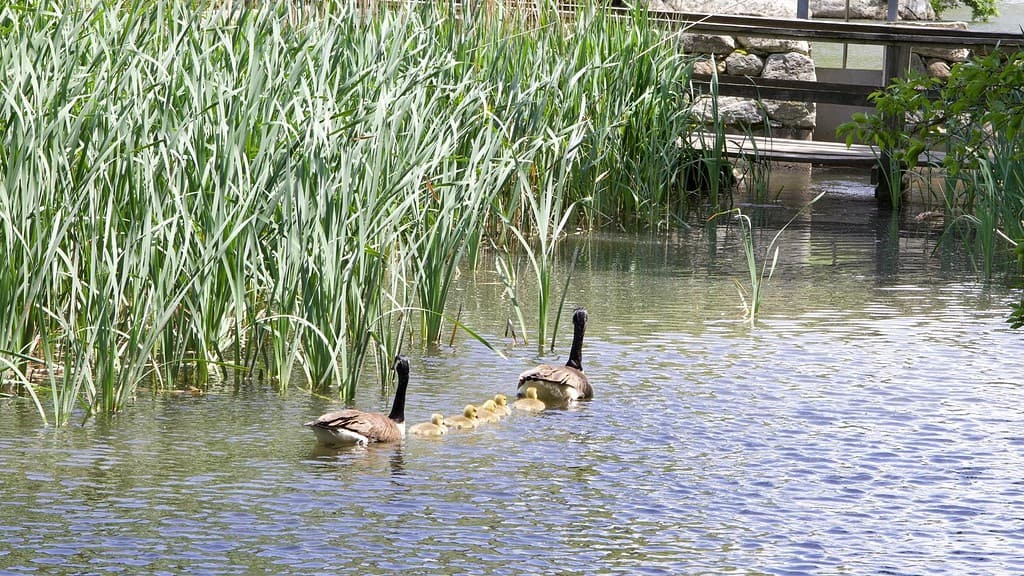 duck-family-out-in-nature-swimming-river