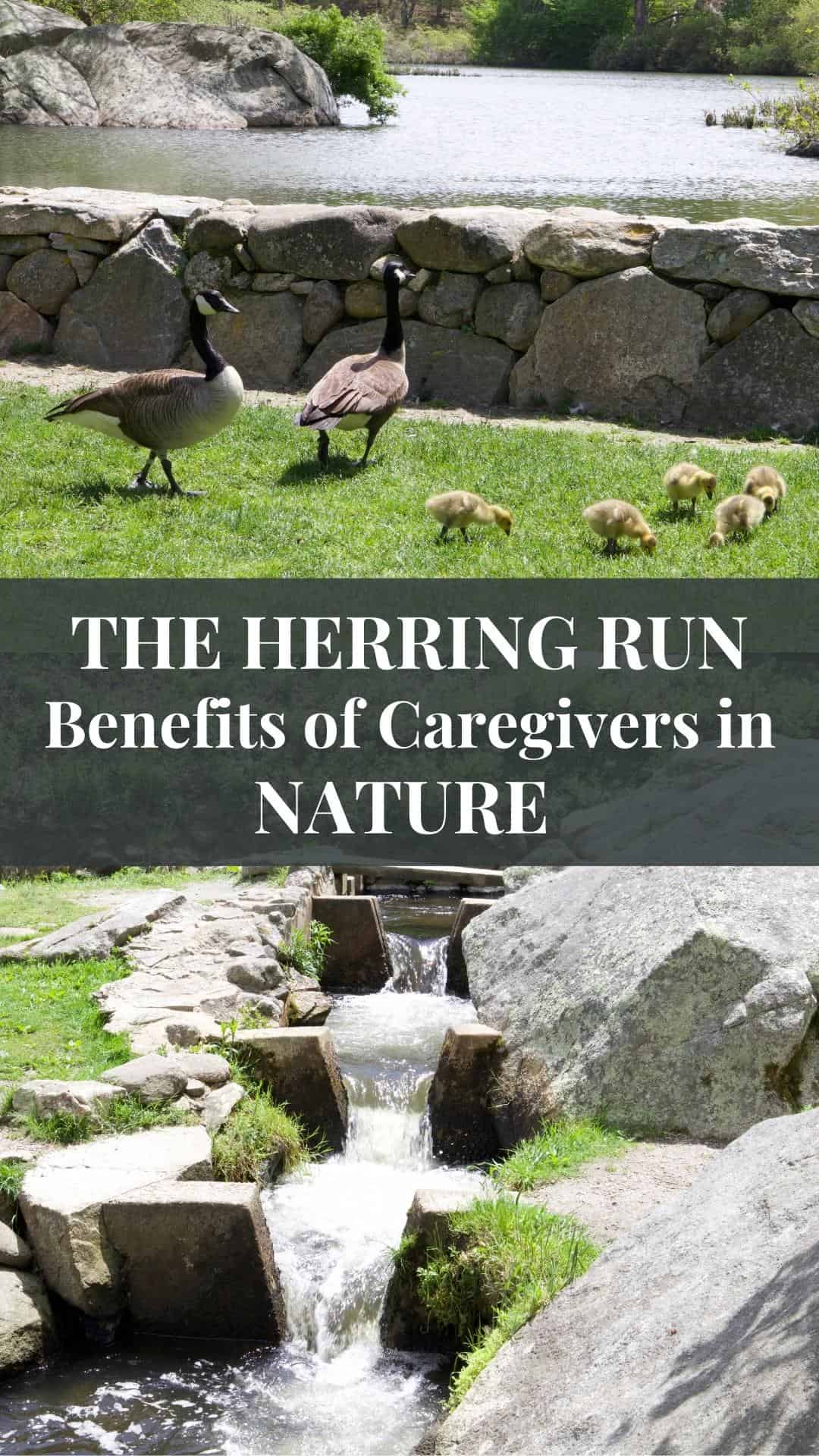 herring-run-duck-family-rushing-water-nature