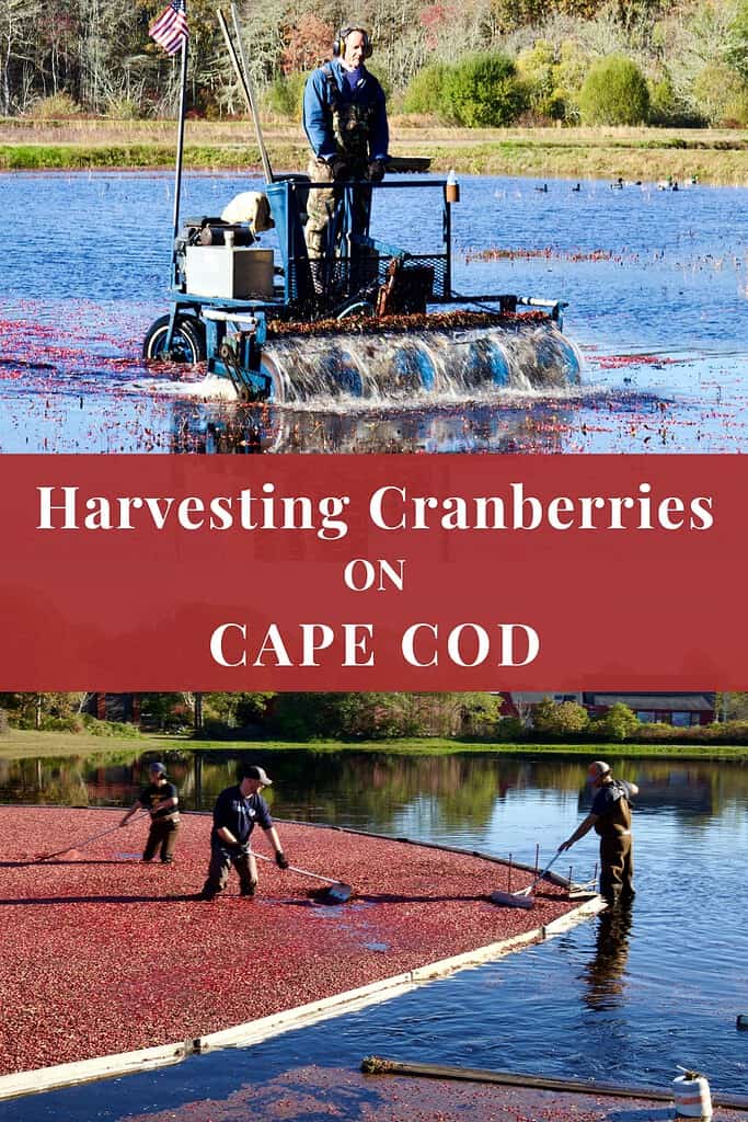 harvesting-cranberries-on-cape-cod