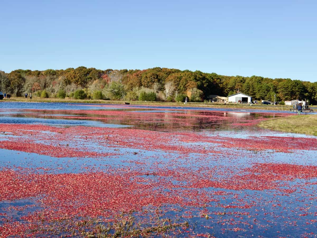 Something Beautiful About Harvesting Cranberries On Cape Cod
