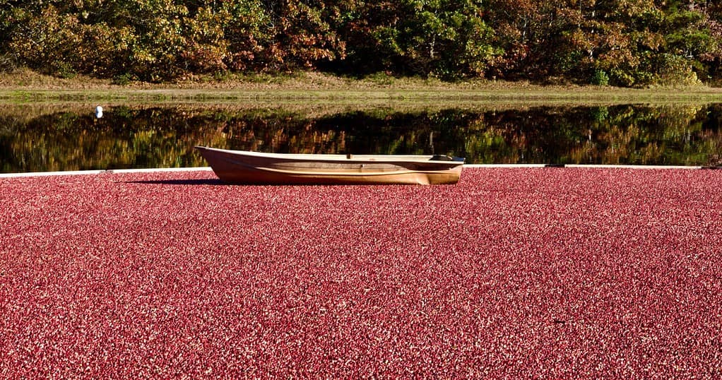 cranberry-bog-boat