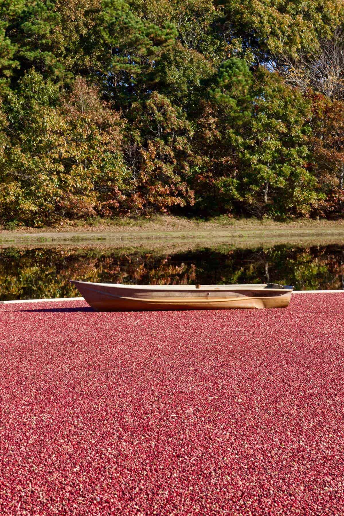 boat sitting in the middle of a cranberry bog