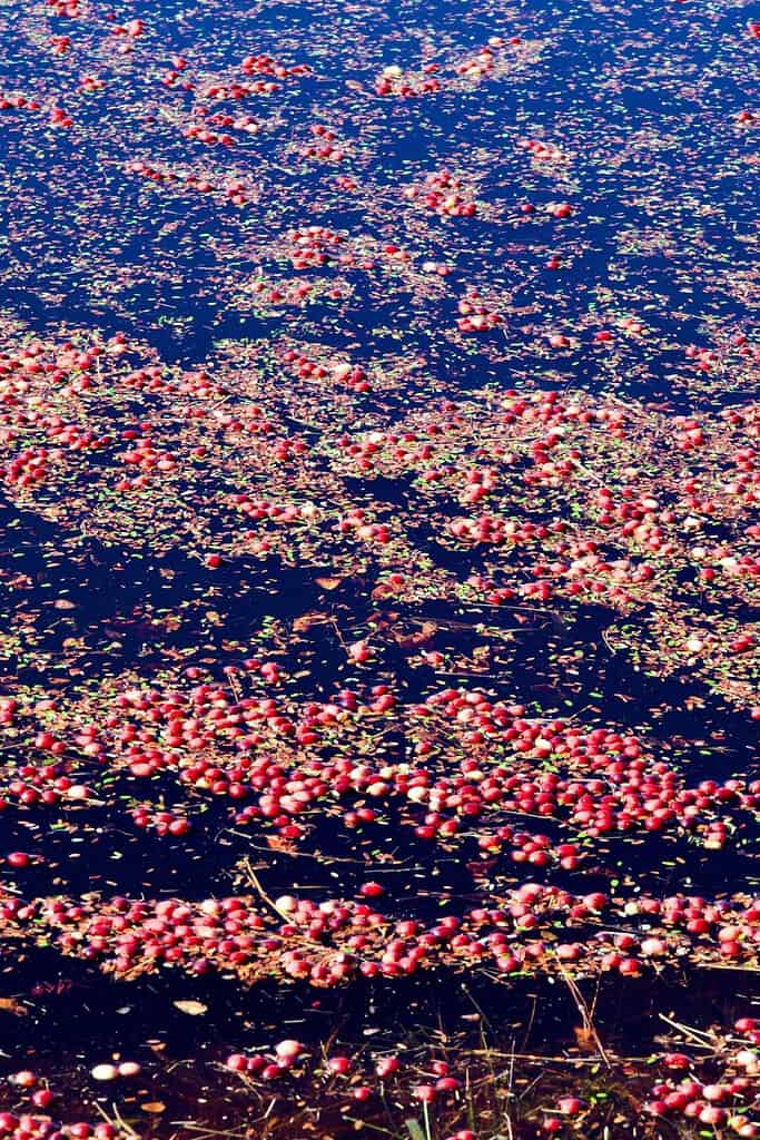 cranberries floating in a cranberry bog