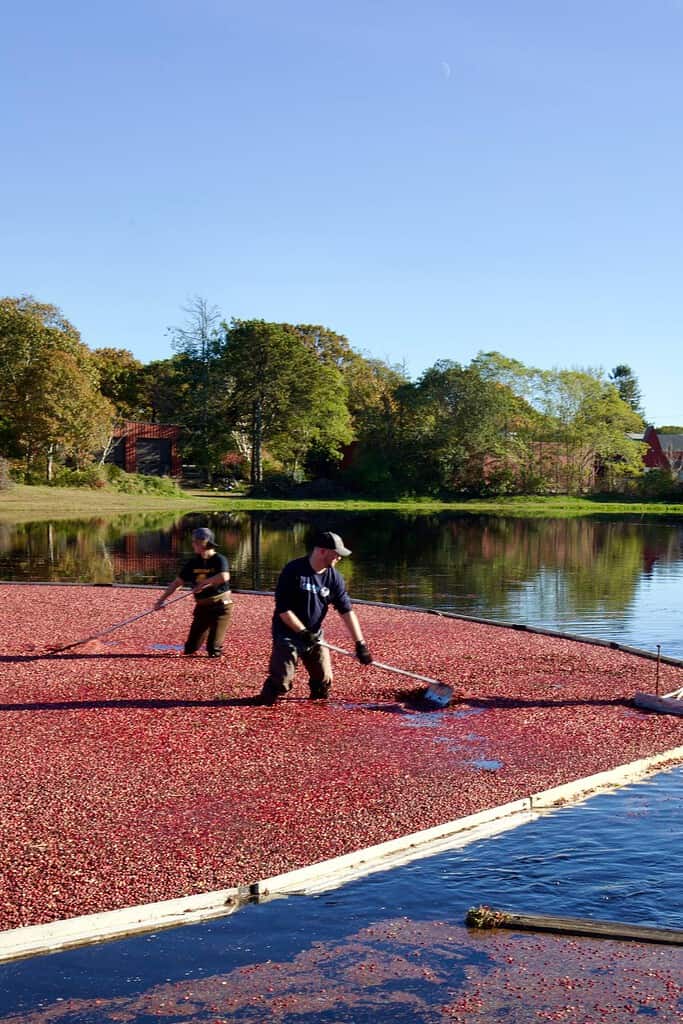 farmers harvesting cranberries in a bog in cape cod