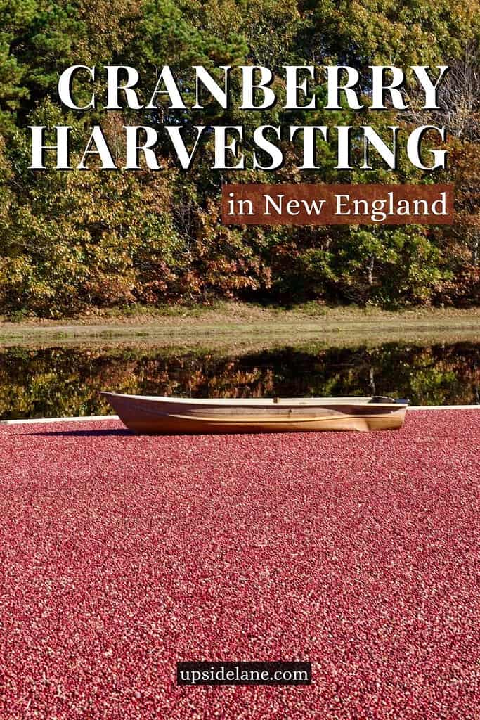 cranberry harvesting in new england