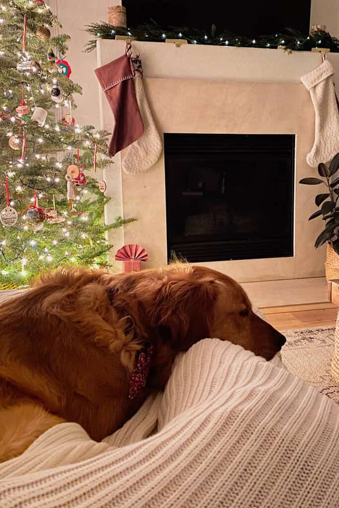 dog resting on couch with christmas tree in background