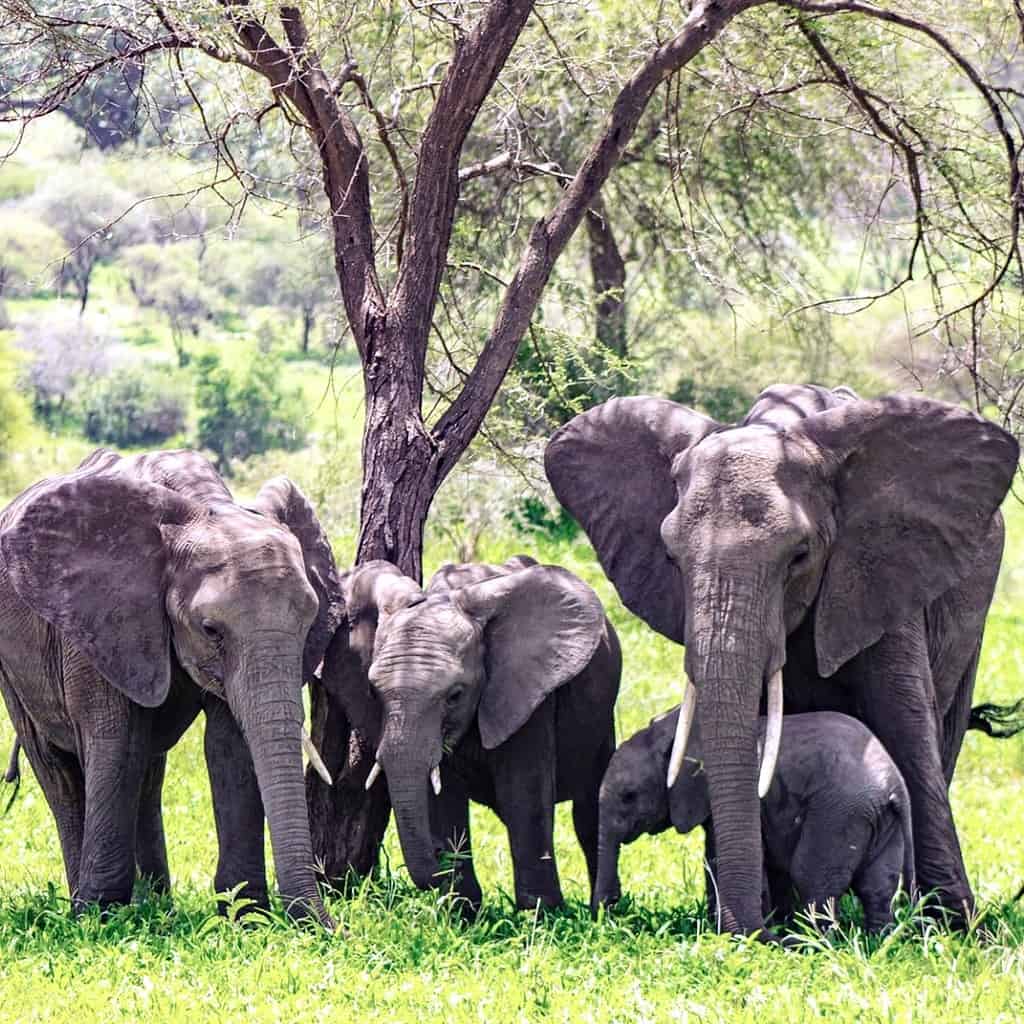african-safari-elephants