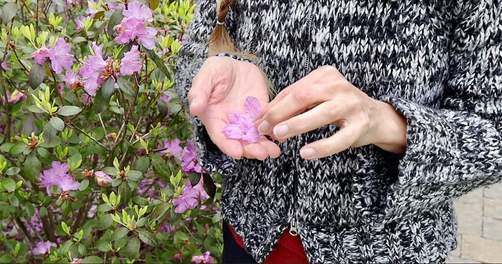 woman-holding-pink-flower-petals