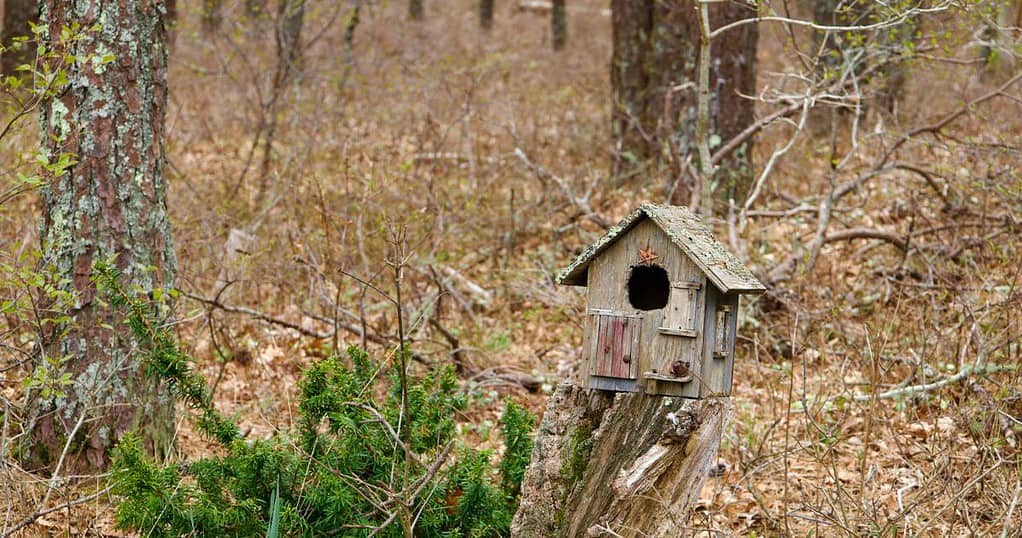 wooden-birdhouse-on-tree-stump-in-woods