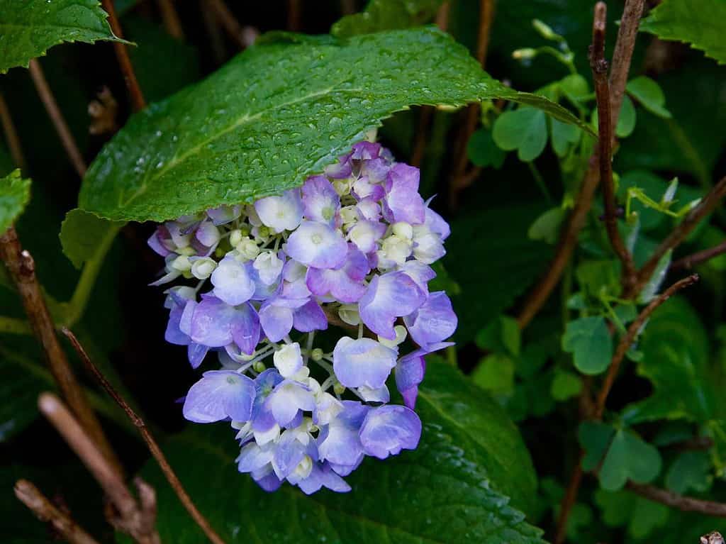 purple-flower-after-the-rain