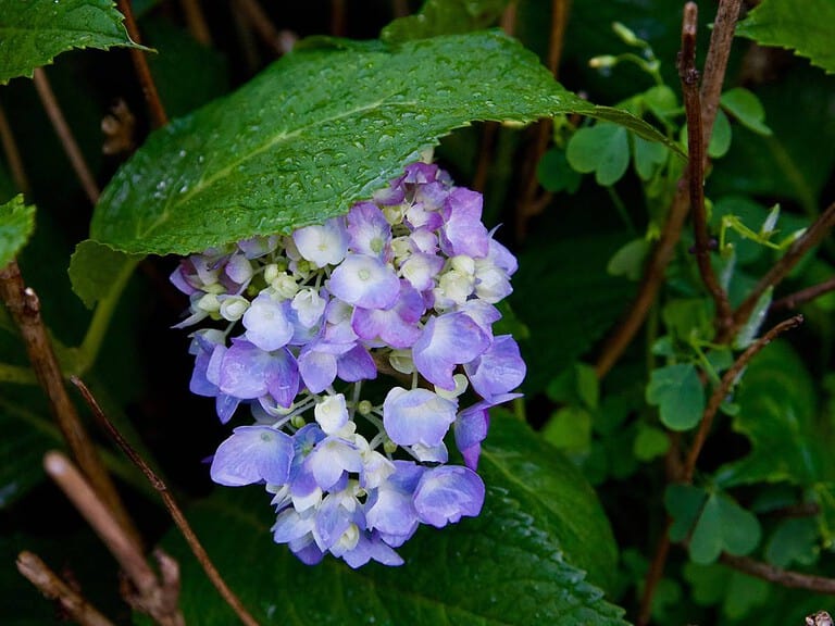 purple-flower-after-the-rain