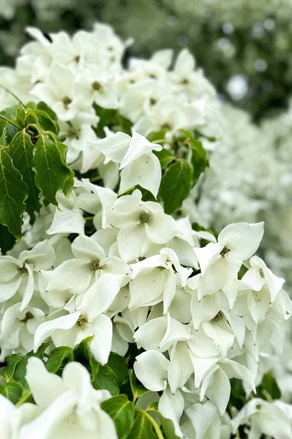 white-flowers-after-the-rain