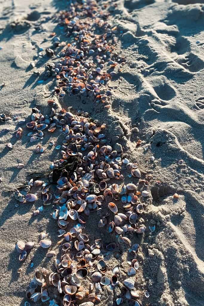 sea-shells-lined-on-the-beach