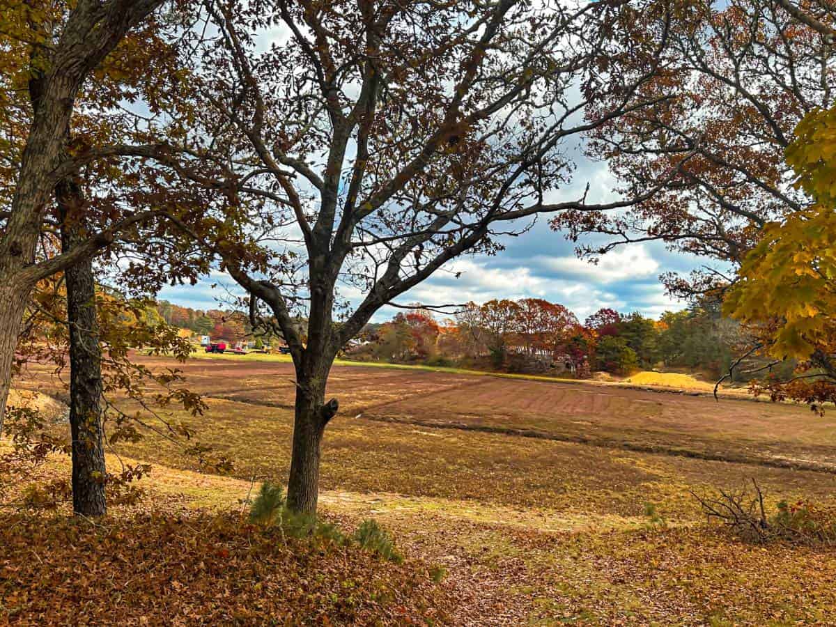 thank-you-poems-of-gratitude-cranberry-bog
