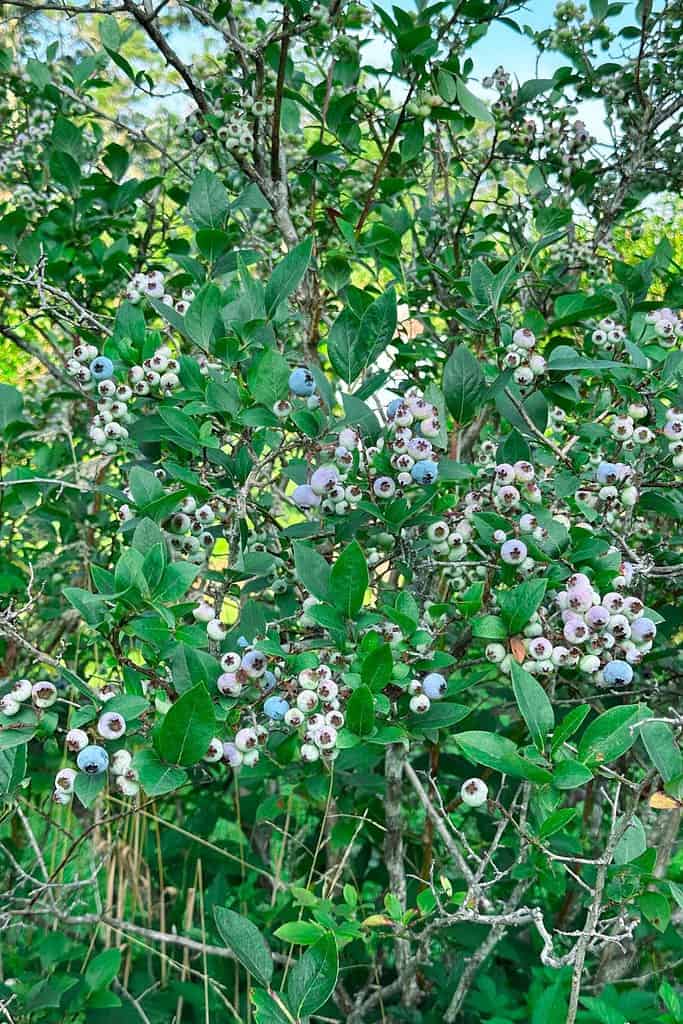 fresh blueberries growing on a blueberry shrub