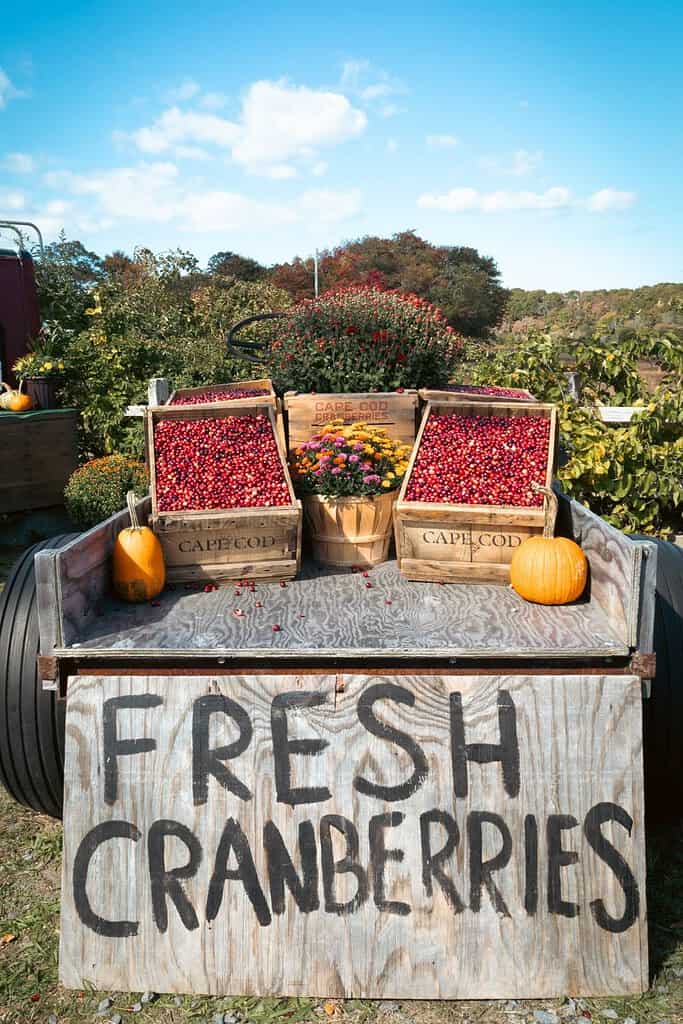 fresh cranberry stand with a wooden sign and baskets of cranberries