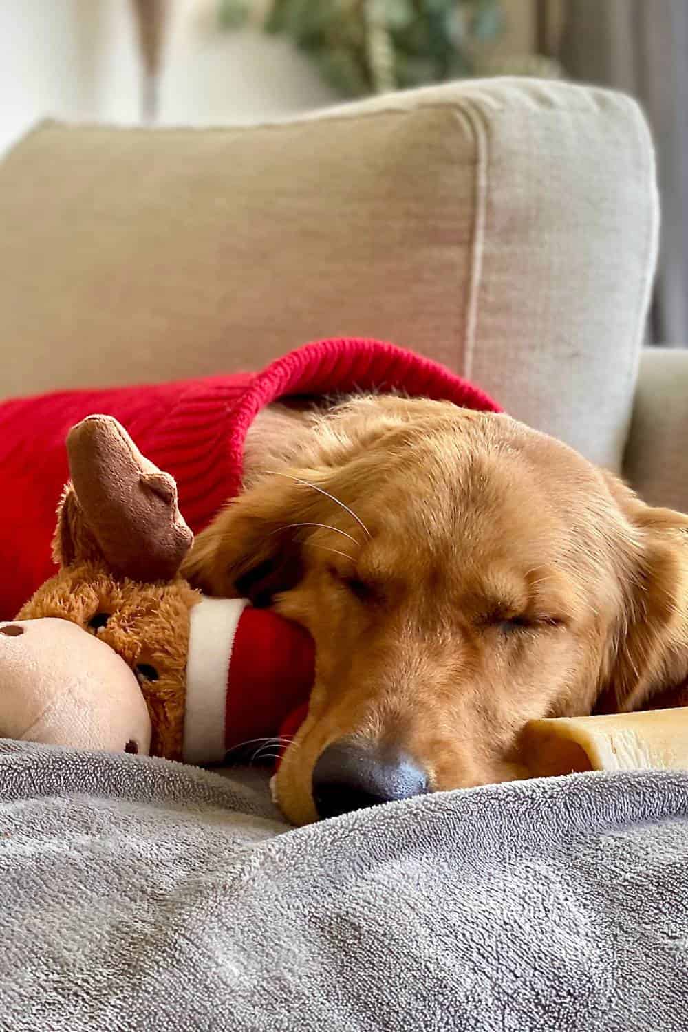 golden retriever with red sweater sleeping on couch