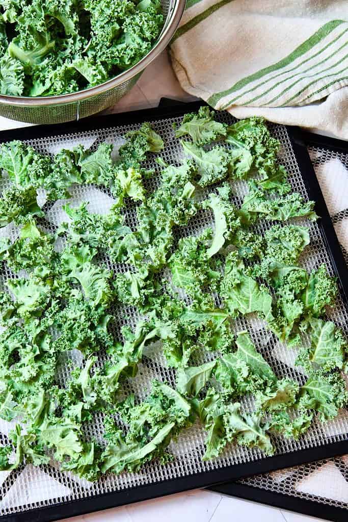 colander with kale and dehydrator trays lined with dinosaur kale pieces