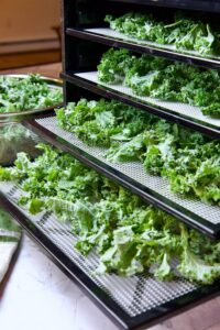 an open dehydrator with four trays lined with dinosaur kale to make green powder