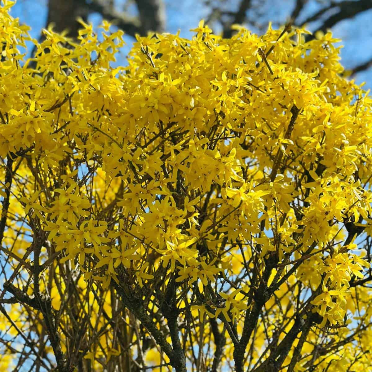 golden-yellow-leaves-on-tree-blooming