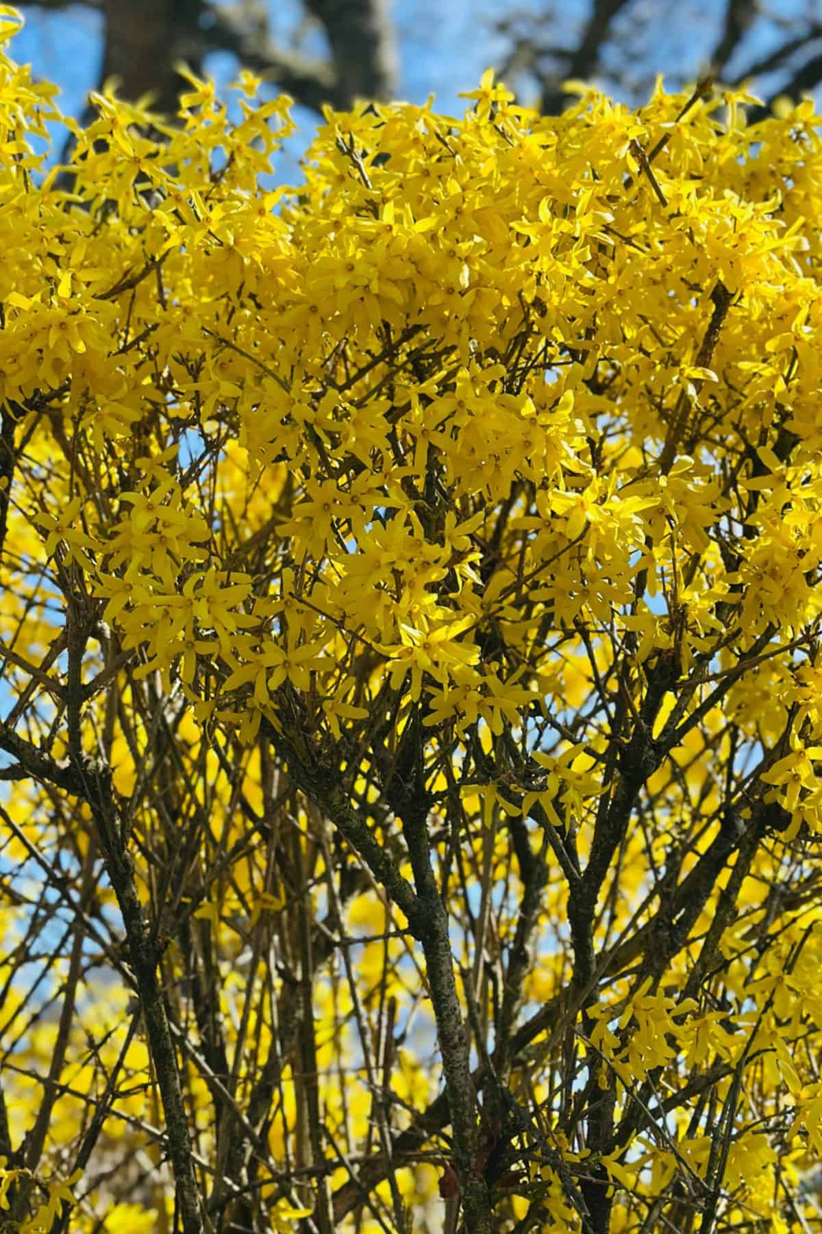 yellow leaves blooming on a tree