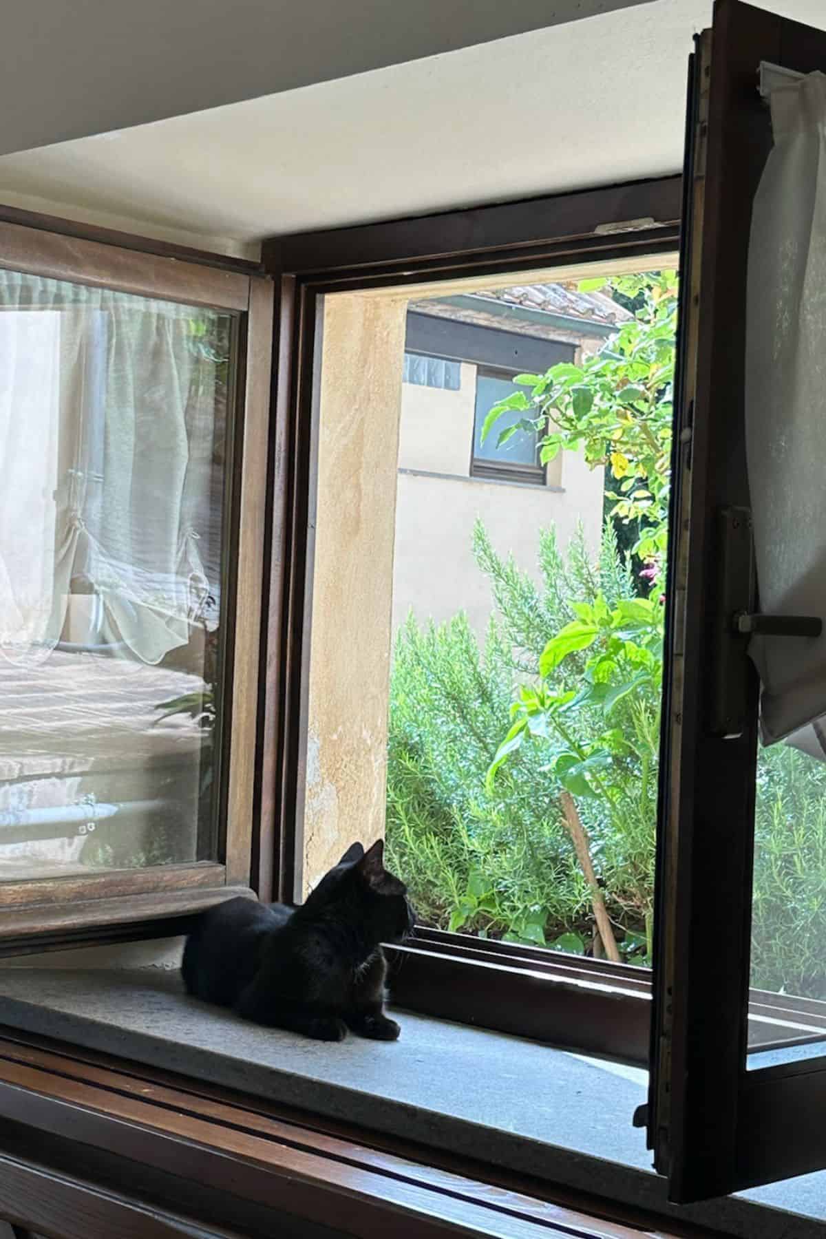open window with a black cat